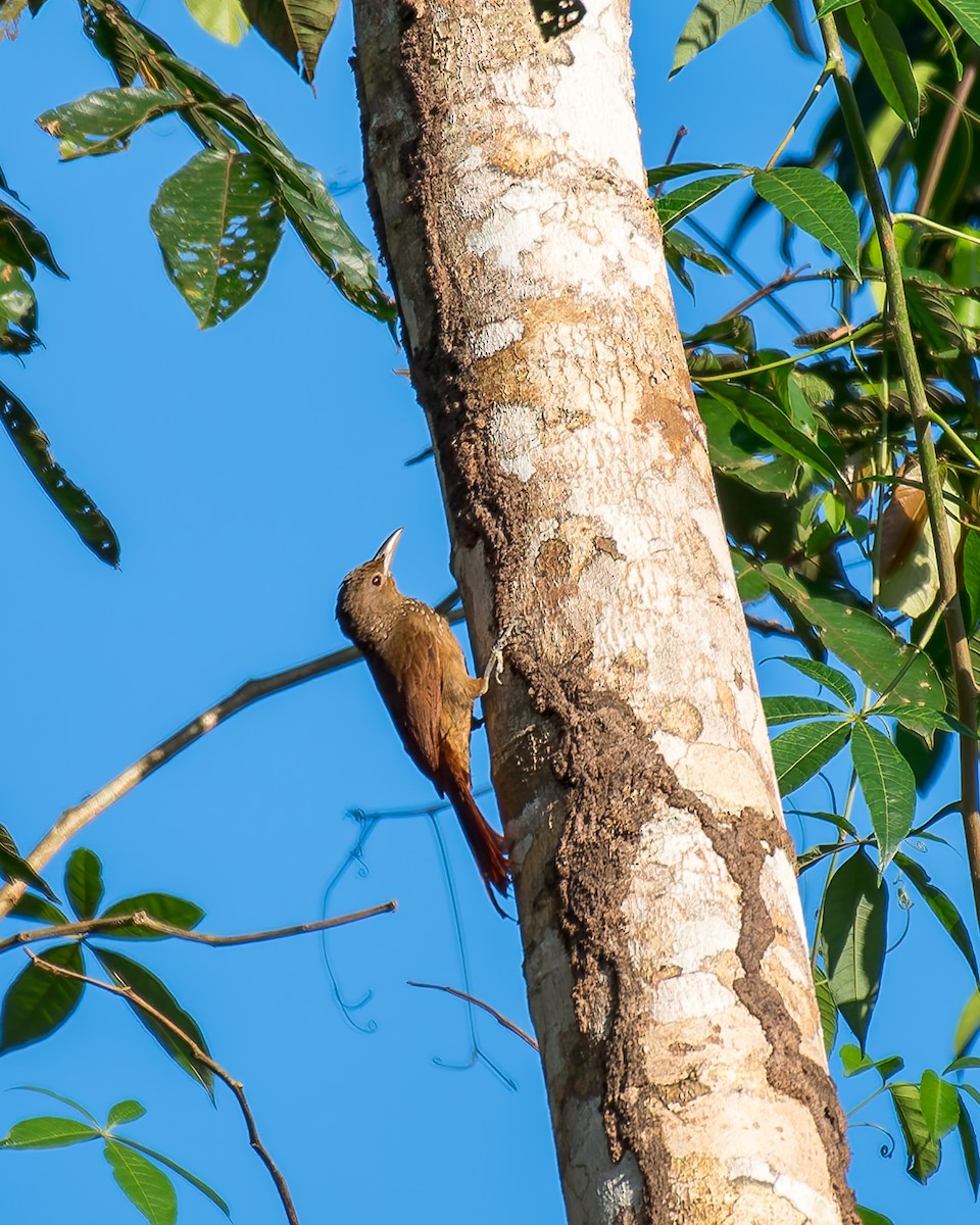 Cinnamon-throated Woodcreeper - ML635965220
