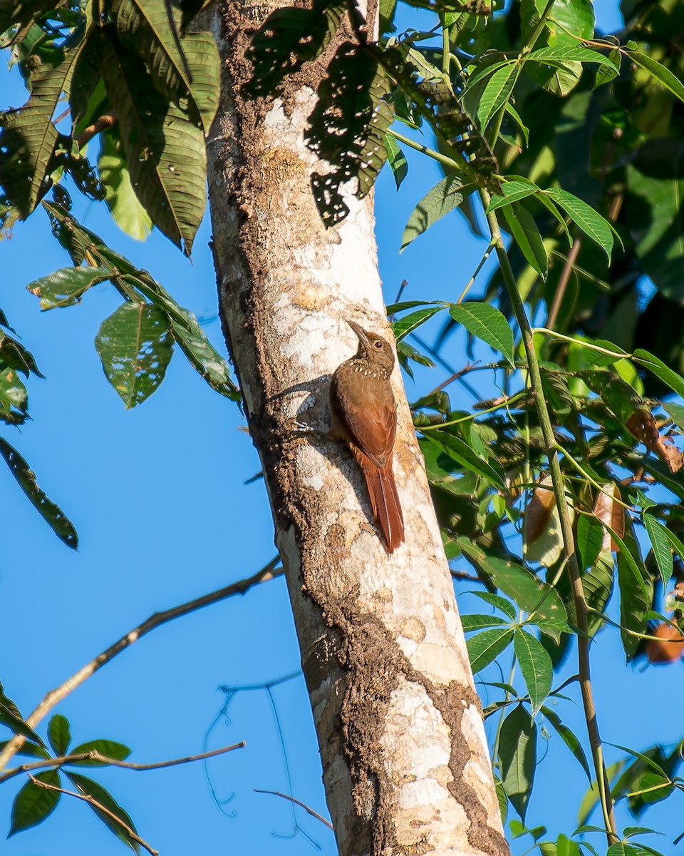 Cinnamon-throated Woodcreeper - ML635965223
