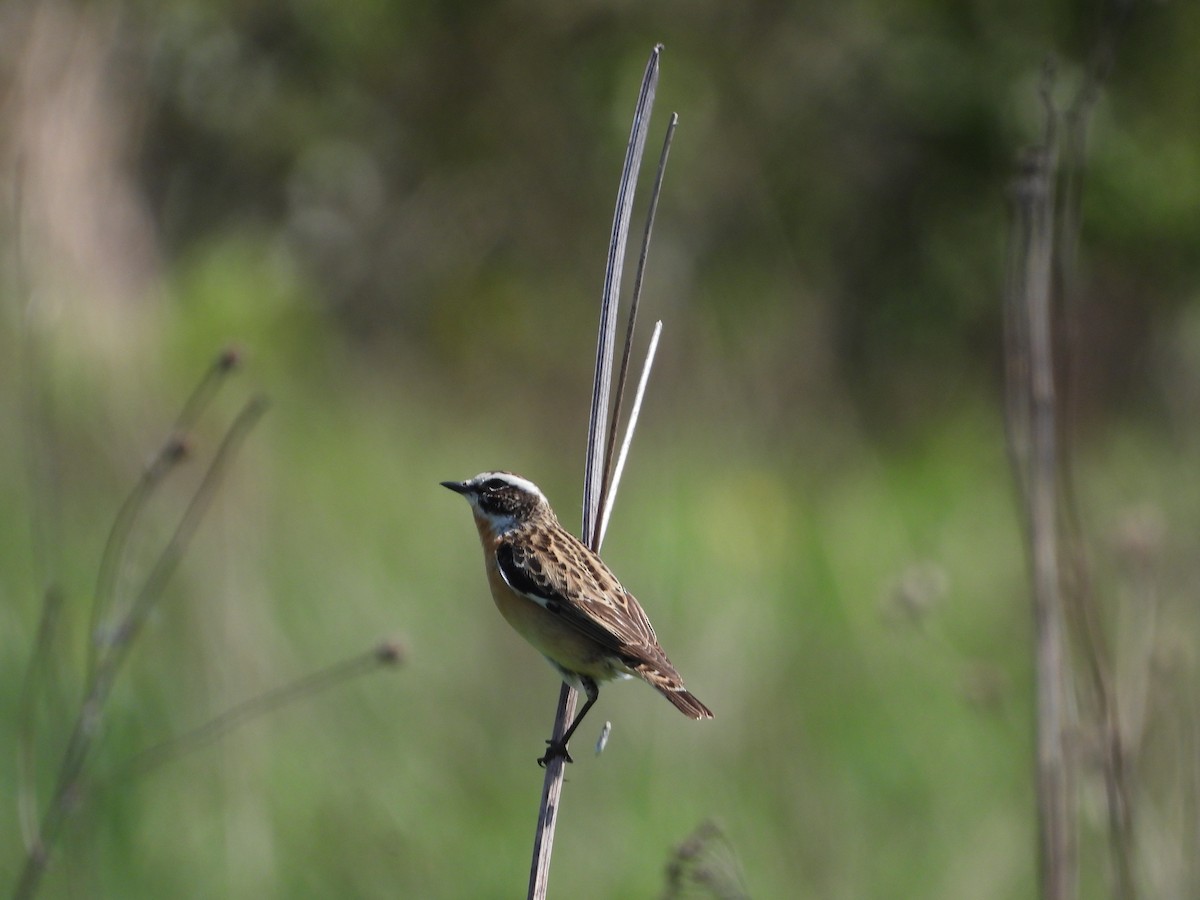 Whinchat - ML635965295