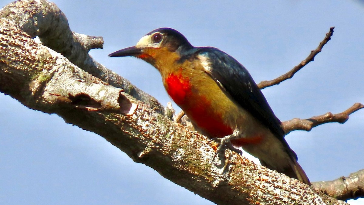 Puerto Rican Woodpecker - ML635965377