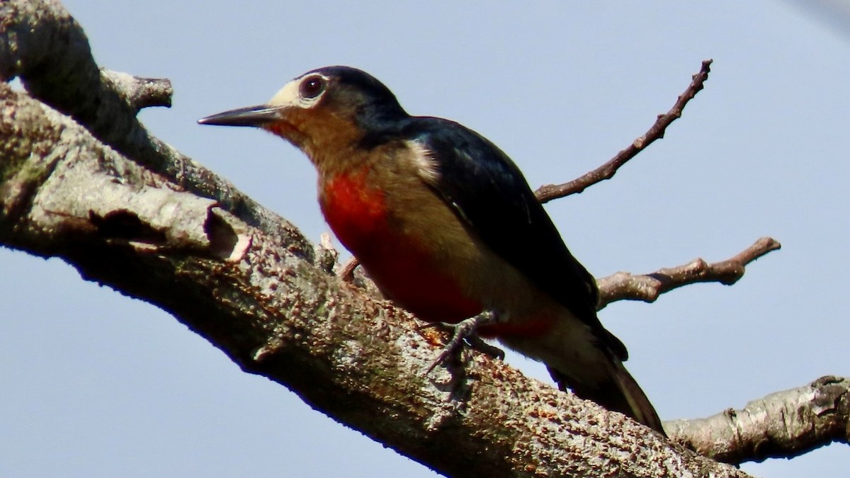 Puerto Rican Woodpecker - ML635965379