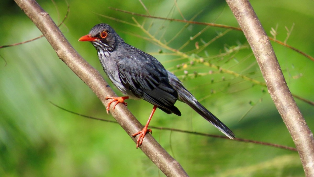 Eastern Red-legged Thrush - ML635965486