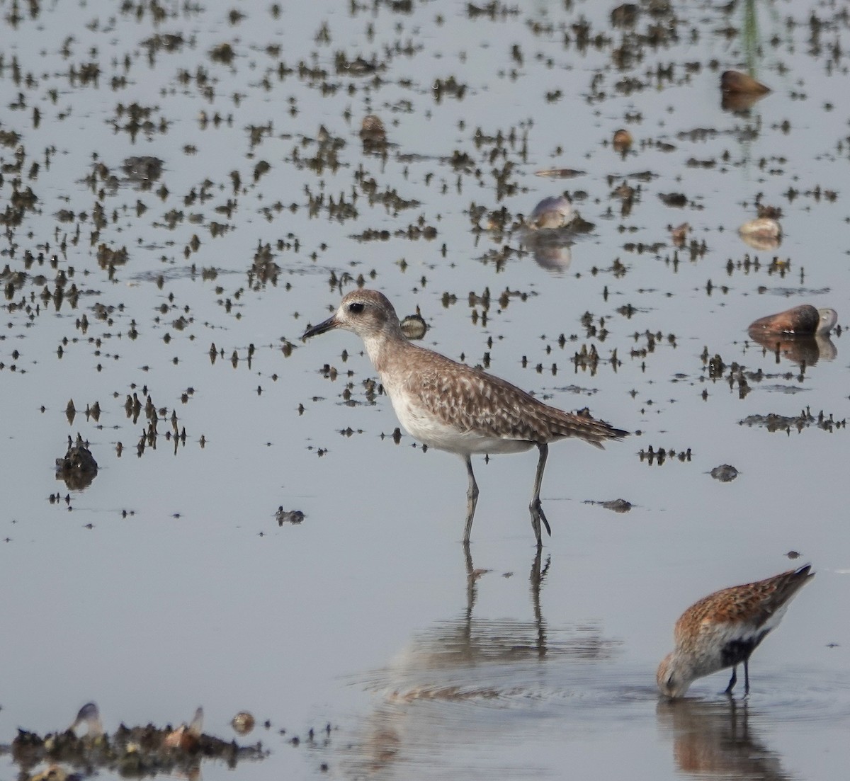 Black-bellied Plover - ML635965796