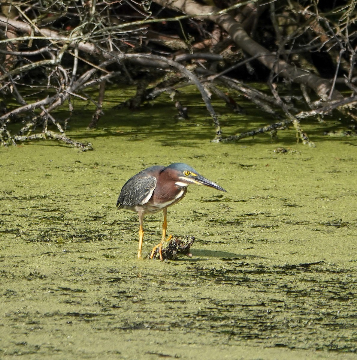 Green Heron - ML635965823