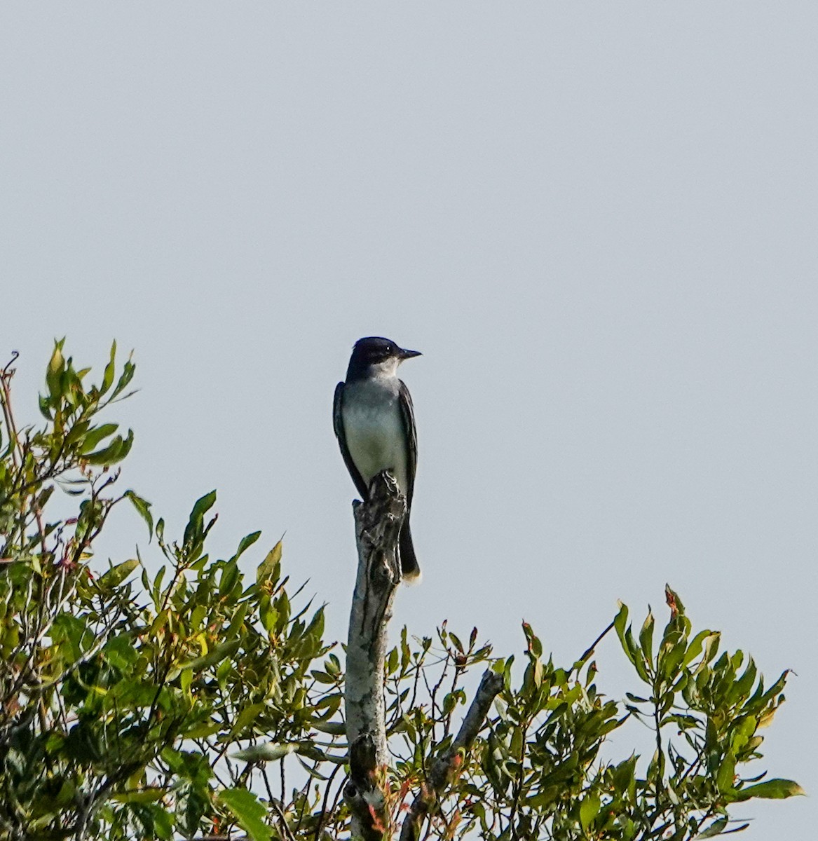 Eastern Kingbird - ML635965834