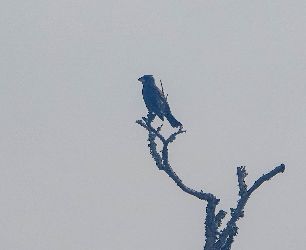 Blue Grosbeak - ML635965851
