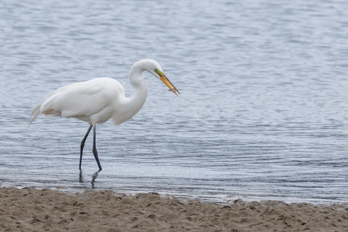 Цасч дэглий - ML635966008