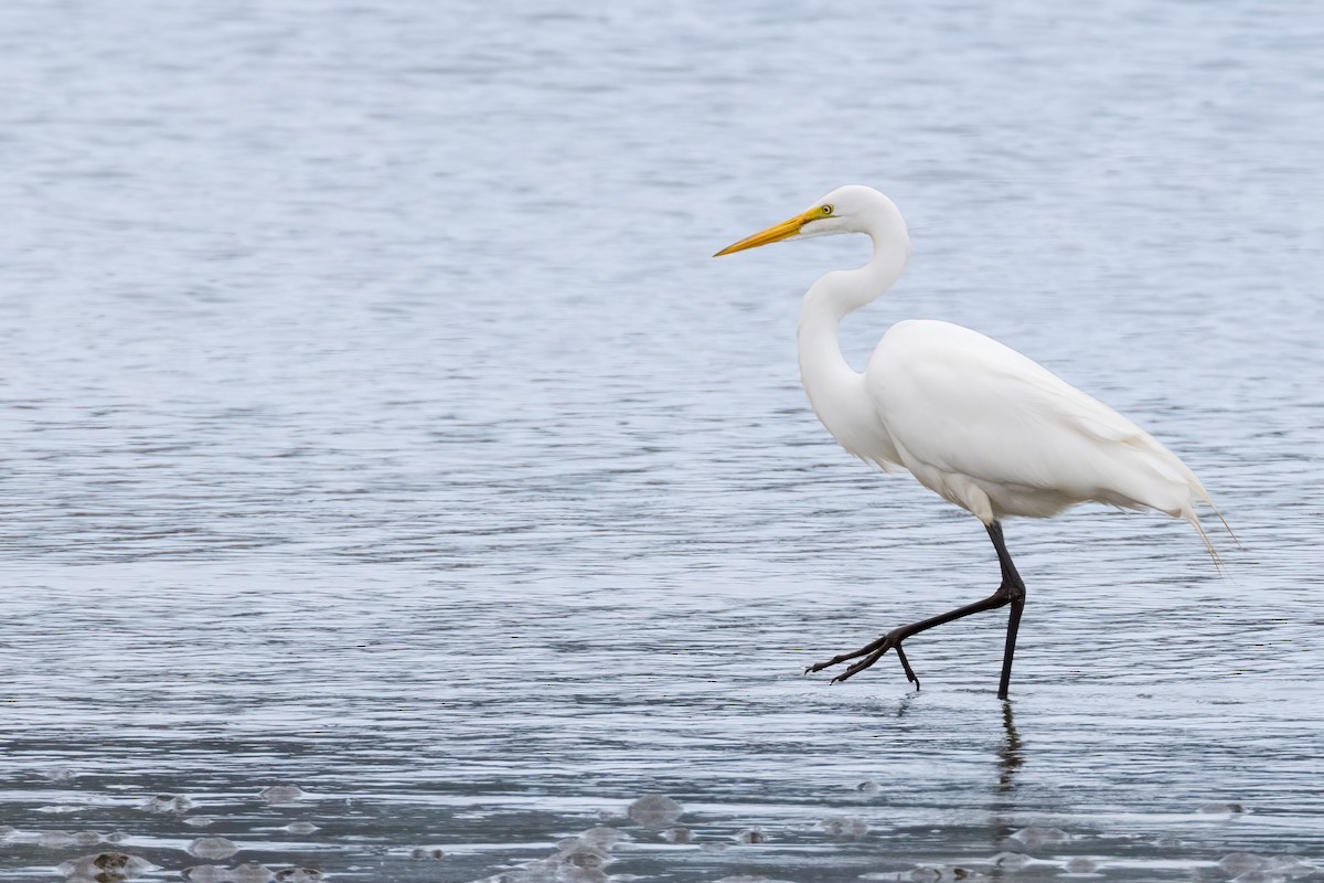 Цасч дэглий - ML635966009