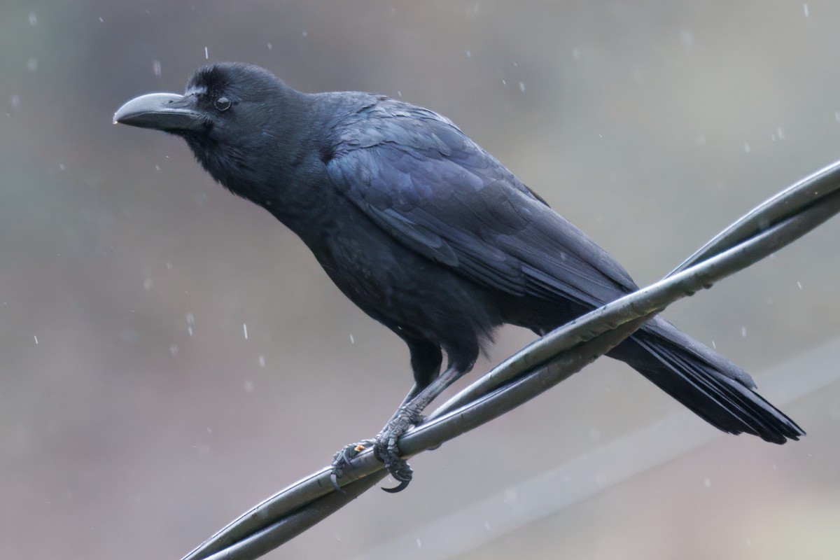Large-billed Crow - ML635966015