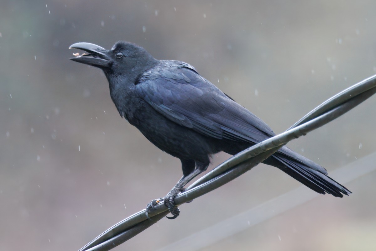 Large-billed Crow - ML635966016