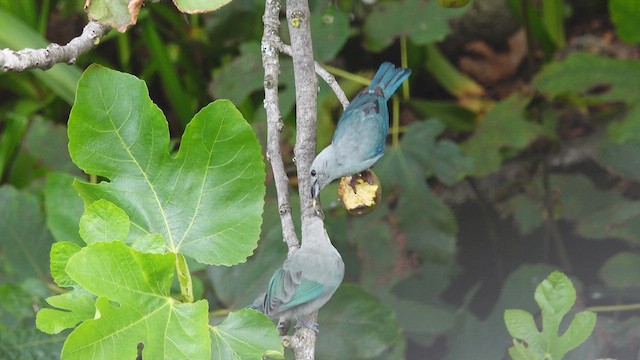 Blue-gray Tanager - ML635966111