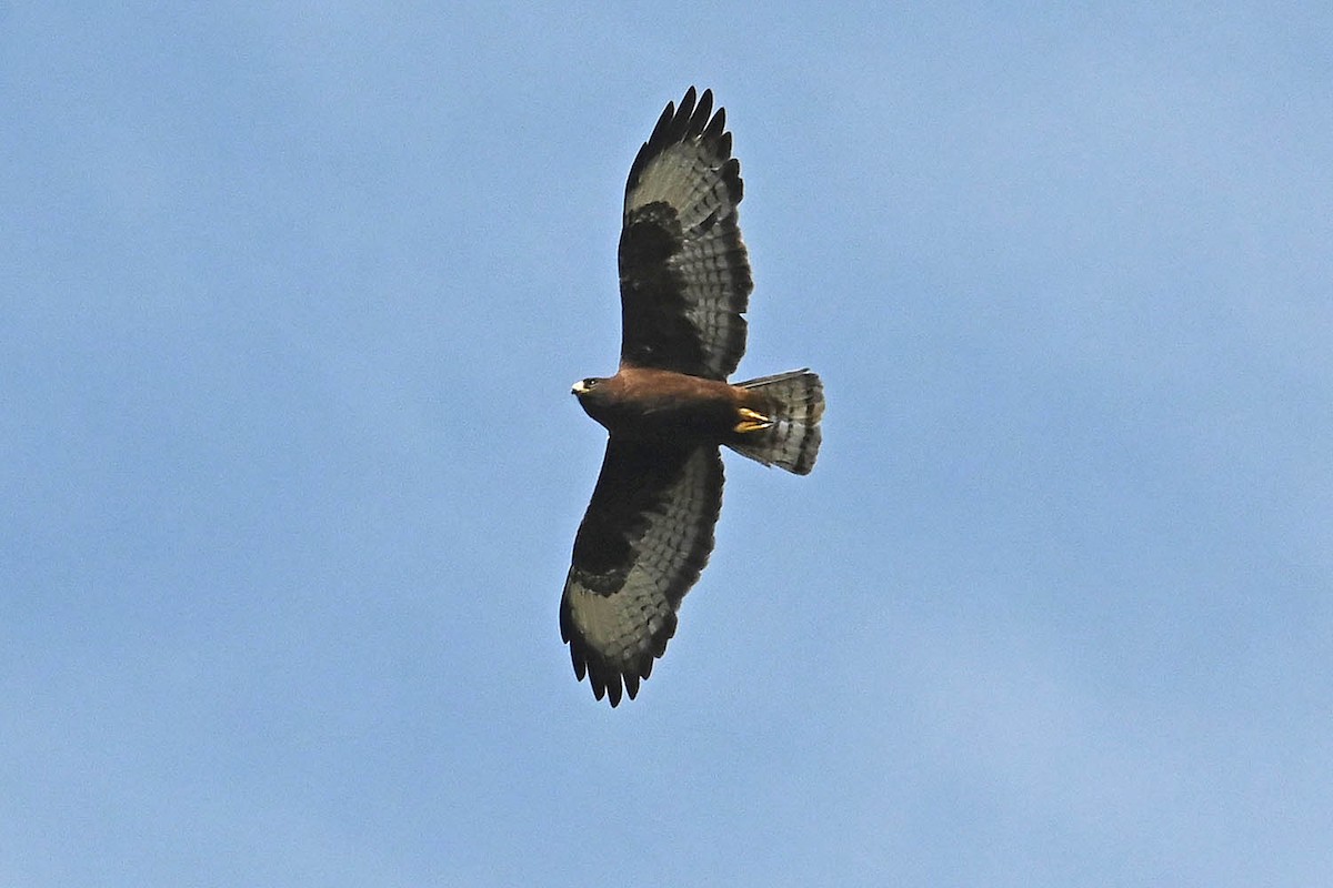 Short-tailed Hawk - ML635966325