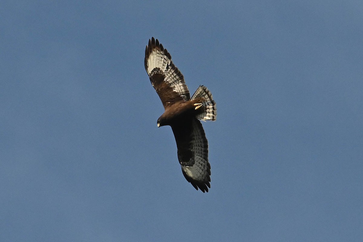 Short-tailed Hawk - ML635966326