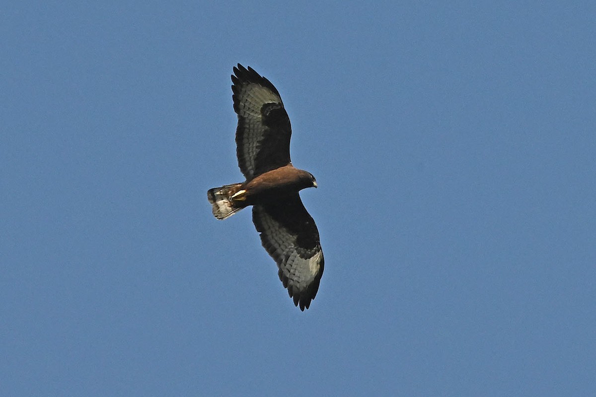 Short-tailed Hawk - ML635966327