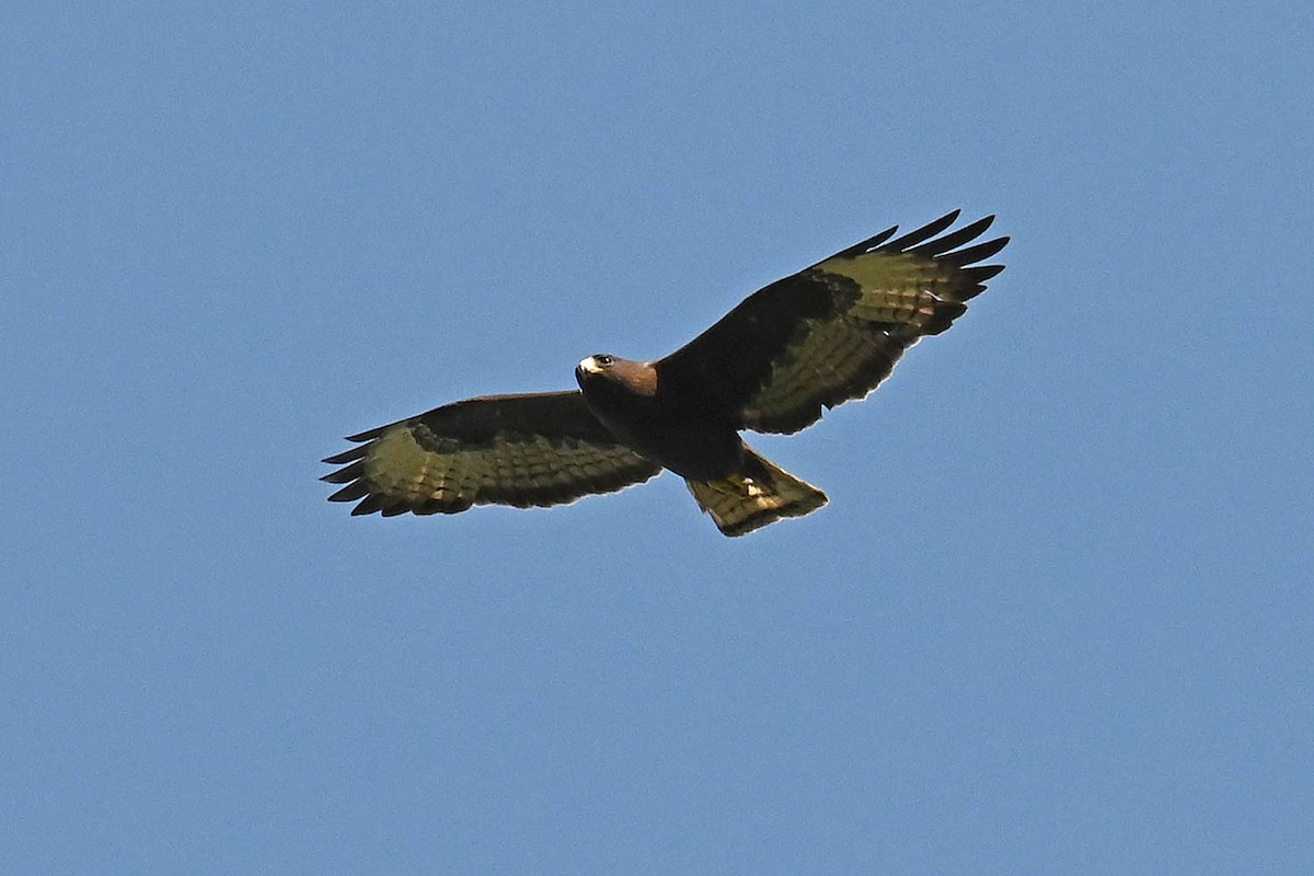 Short-tailed Hawk - ML635966328