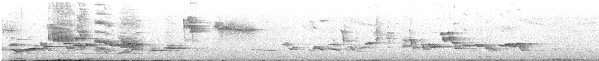 Zozo arrunta - ML635966418