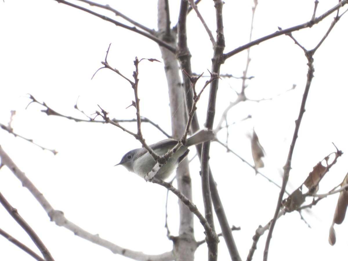 Blue-gray Gnatcatcher - ML635966425
