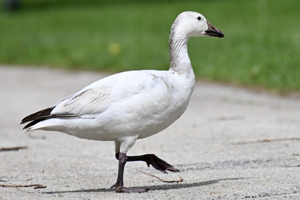 Snow Goose - ML635966653