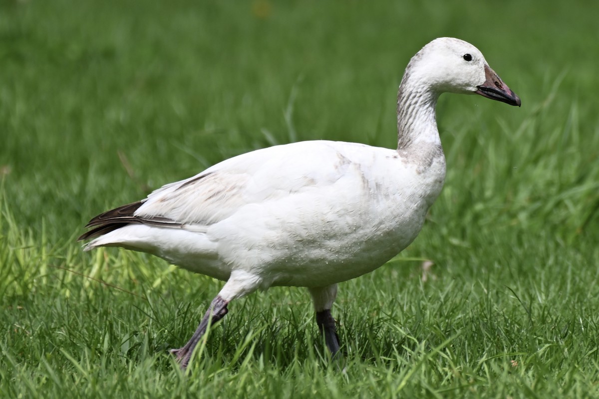 Snow Goose - ML635966654