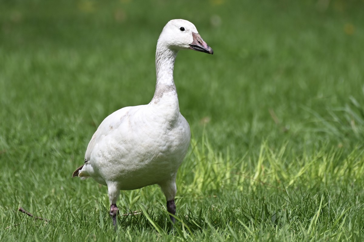 Snow Goose - ML635966655