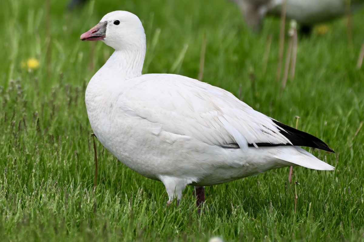 Ross's Goose - ML635966674