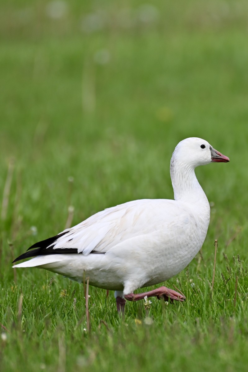 Ross's Goose - ML635966675