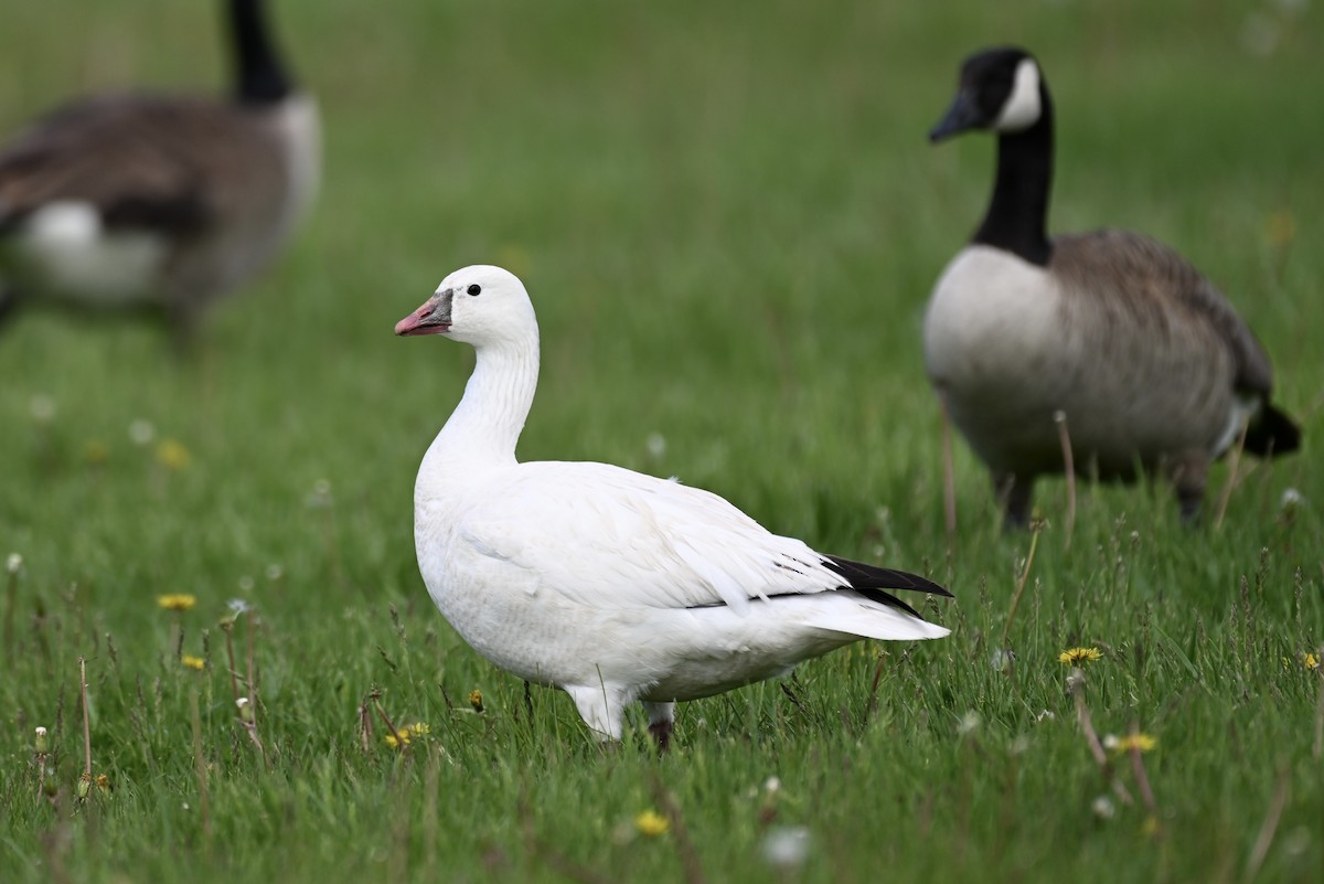 Ross's Goose - ML635966676