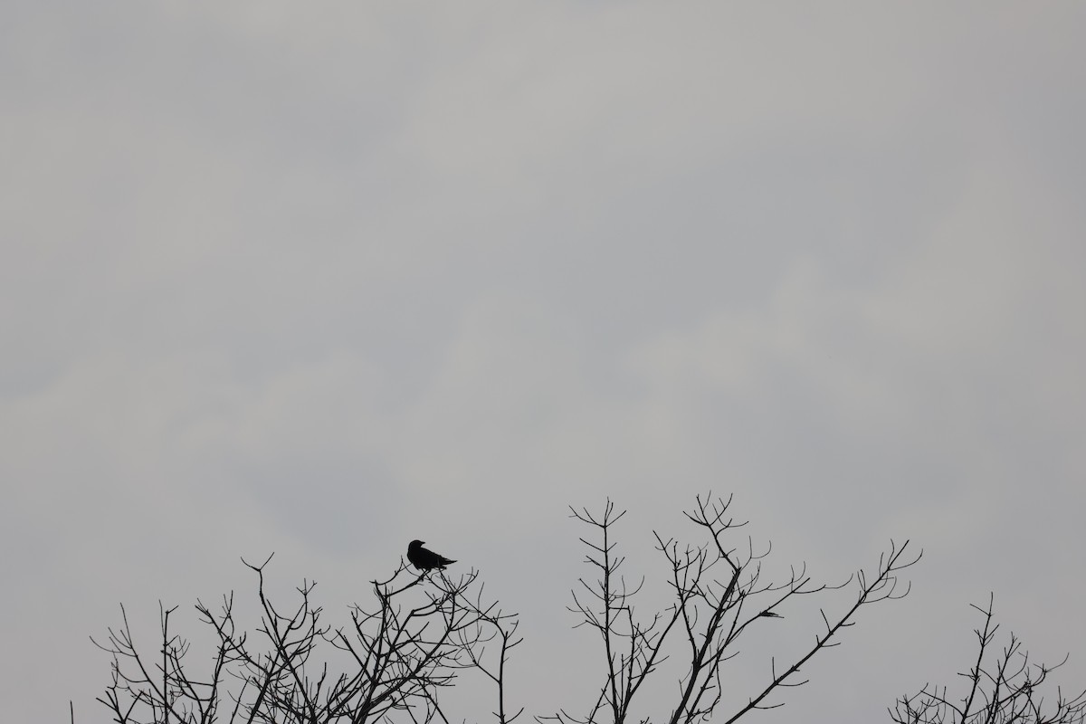 crow sp. - ML635966828