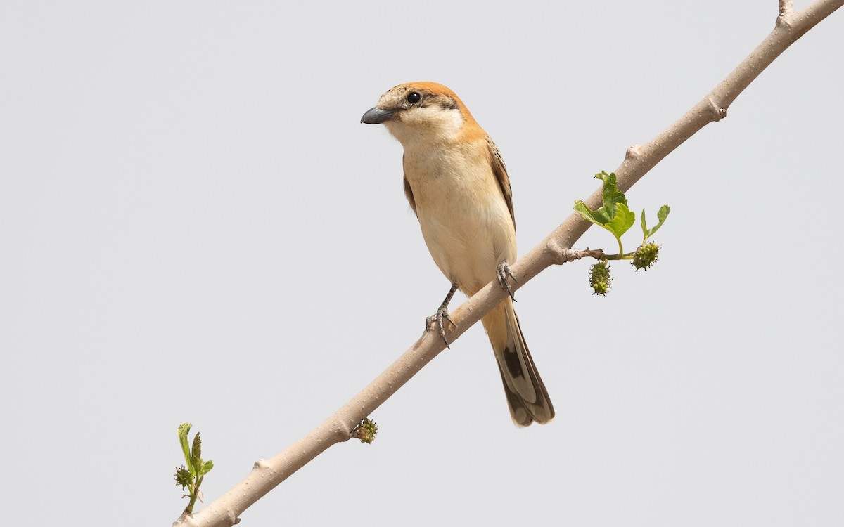 Woodchat Shrike - ML635967136