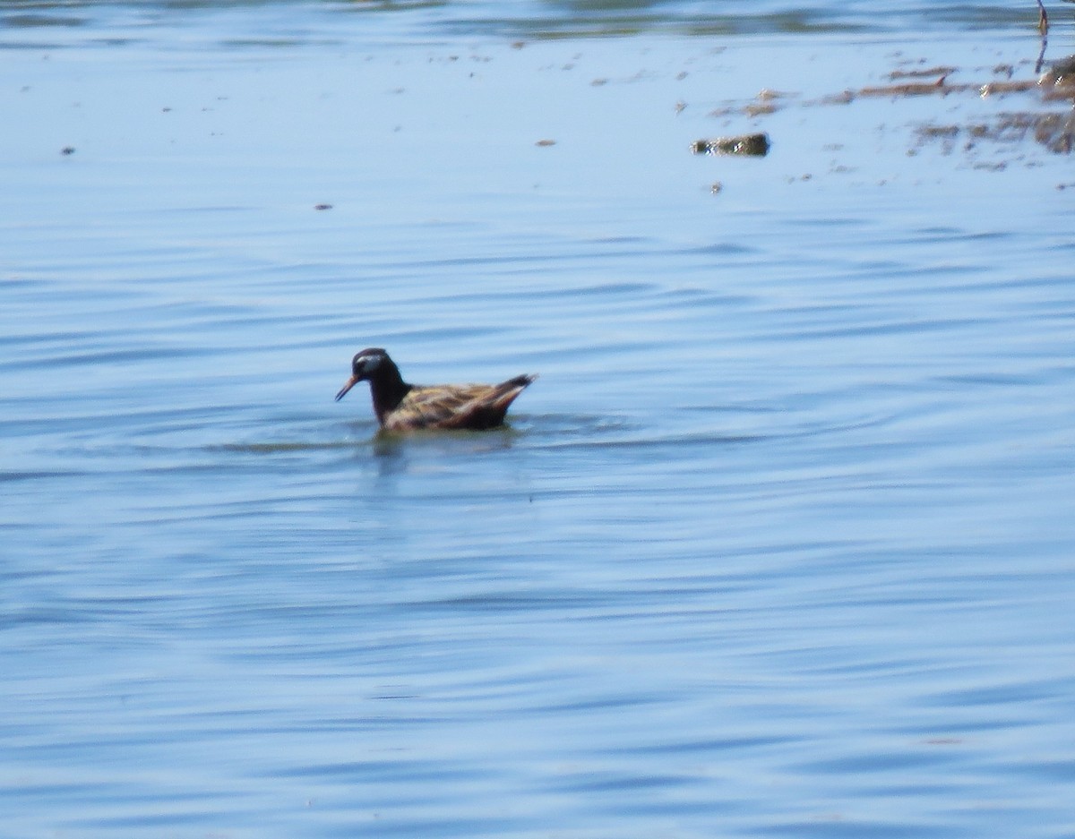 Red Phalarope - ML635967172