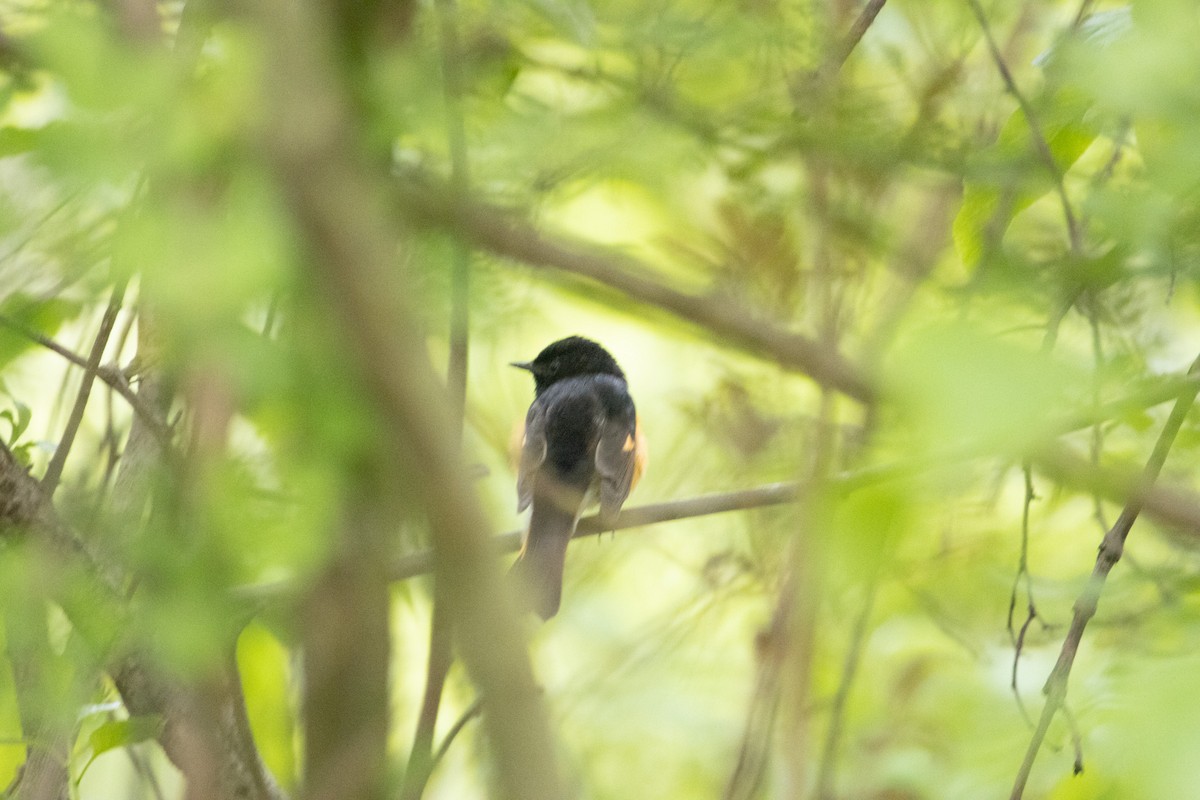 American Redstart - ML635967178