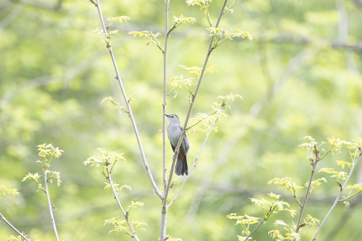 Gray Catbird - ML635967194