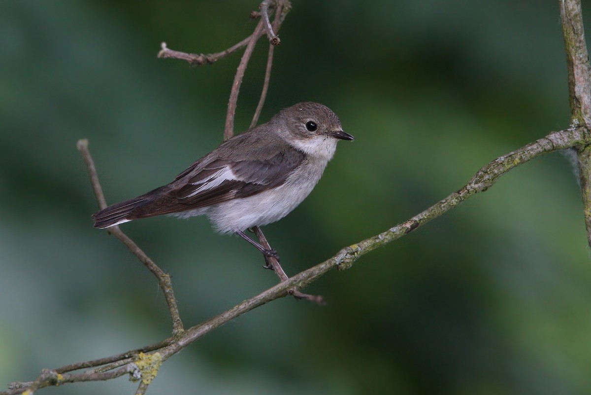 Collared Flycatcher - Christoph Moning