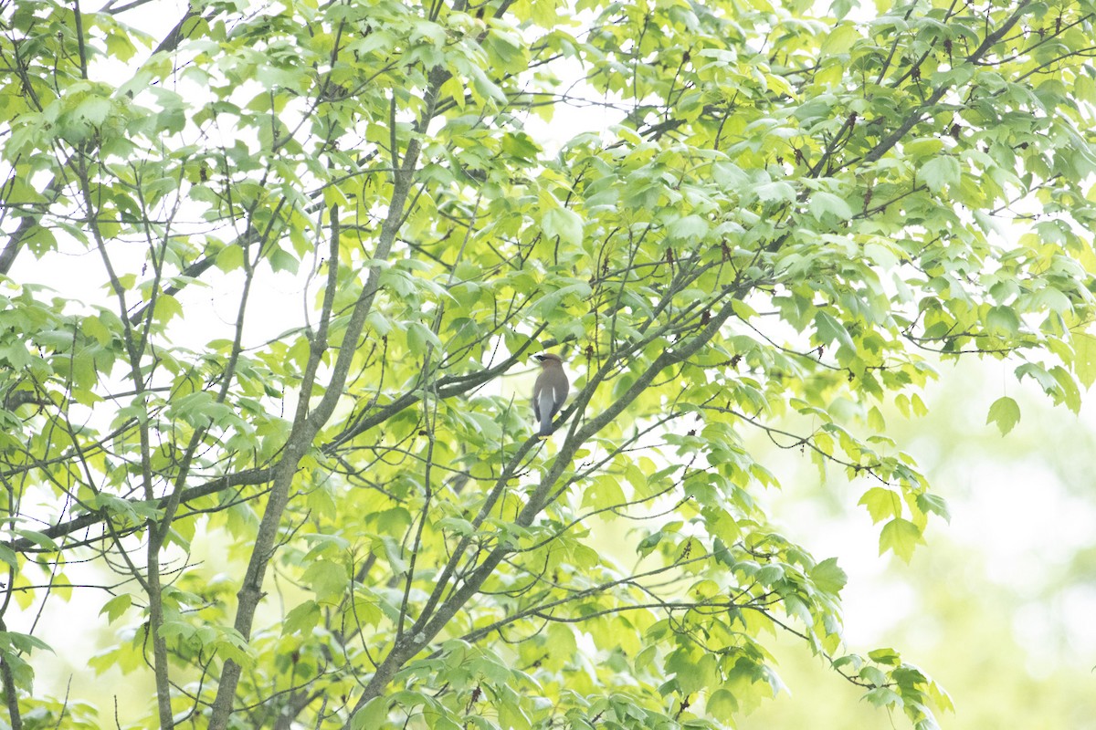 Cedar Waxwing - ML635967248