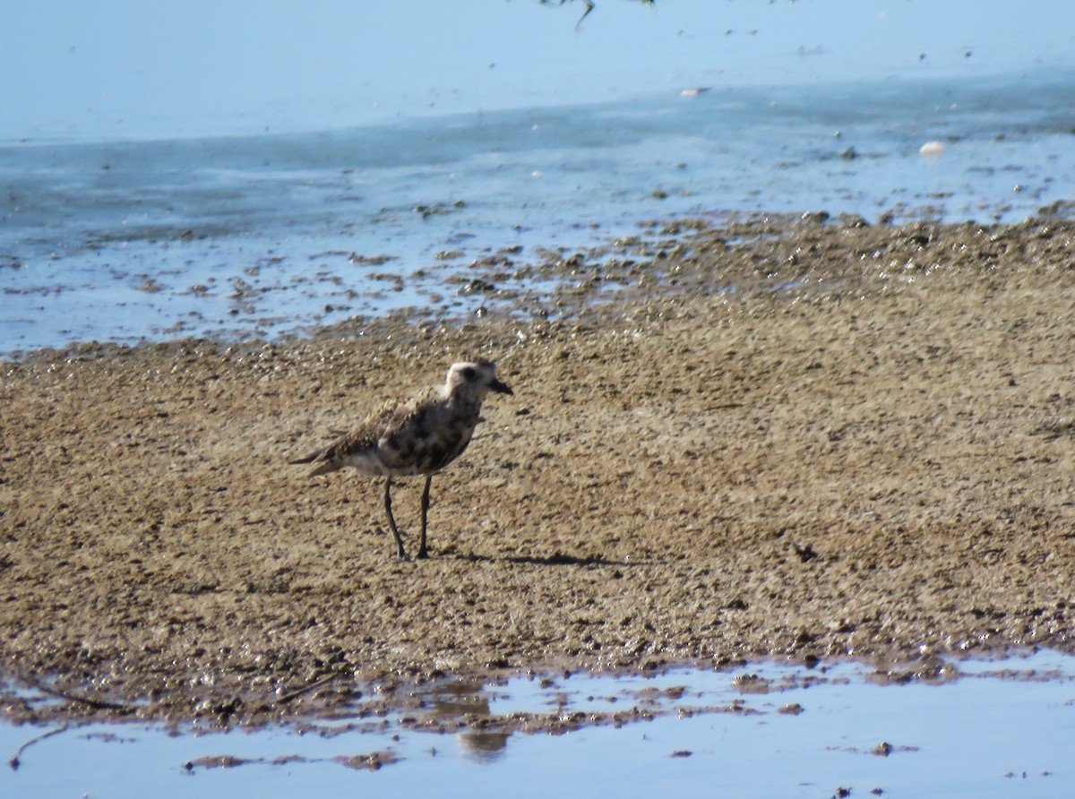 American Golden-Plover - ML635967258