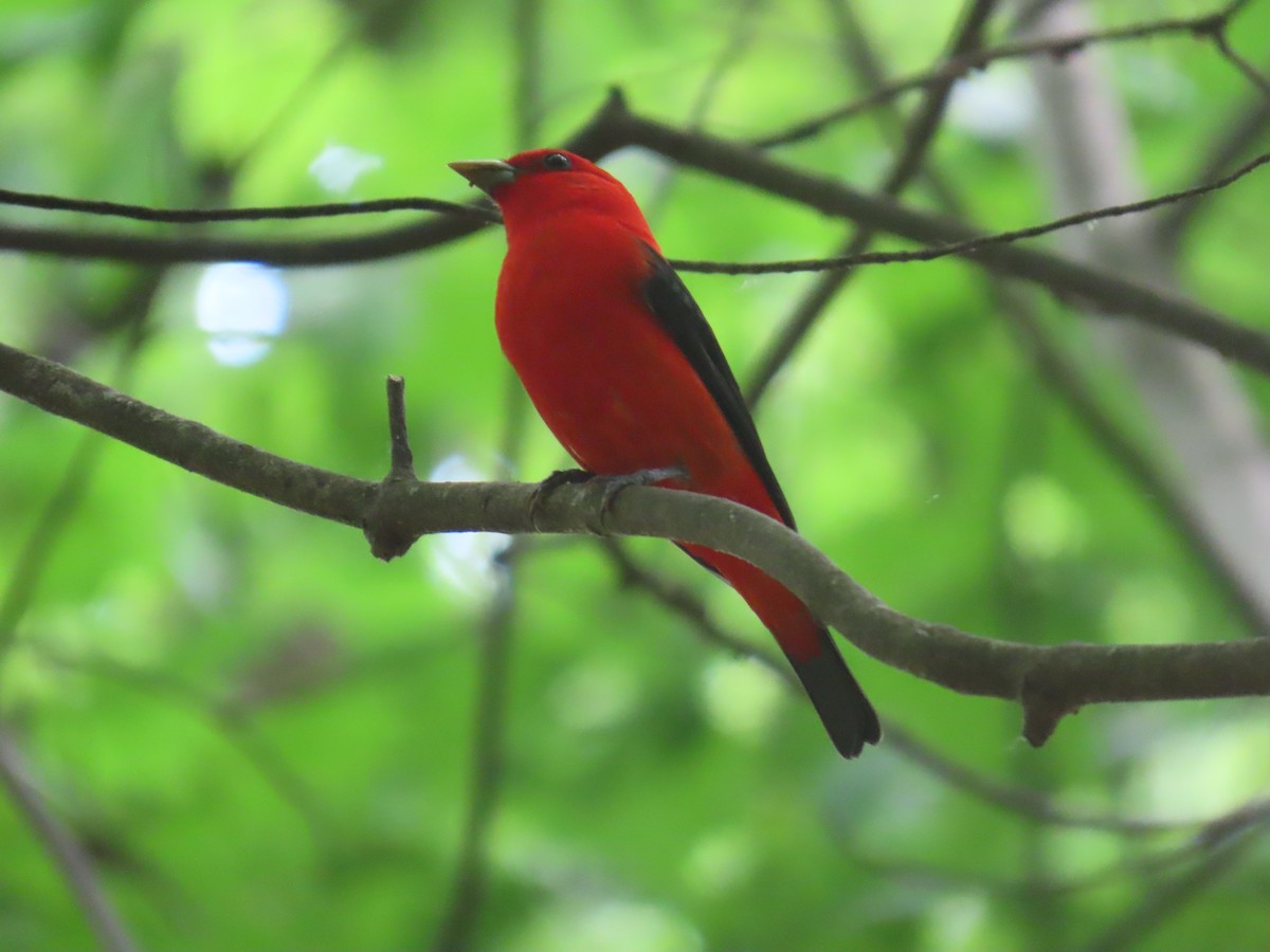 Scarlet Tanager - ML635967269