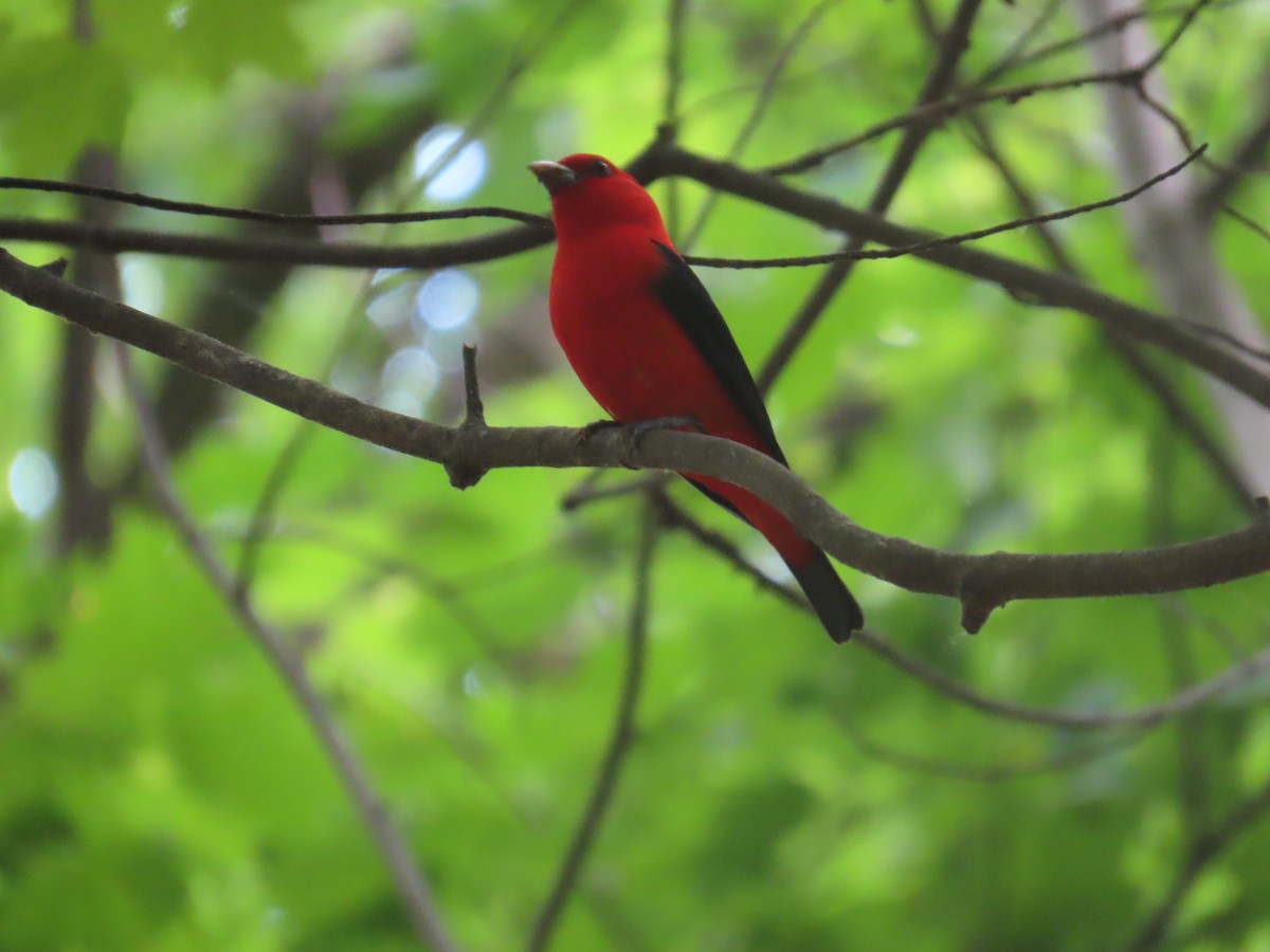 Scarlet Tanager - ML635967270