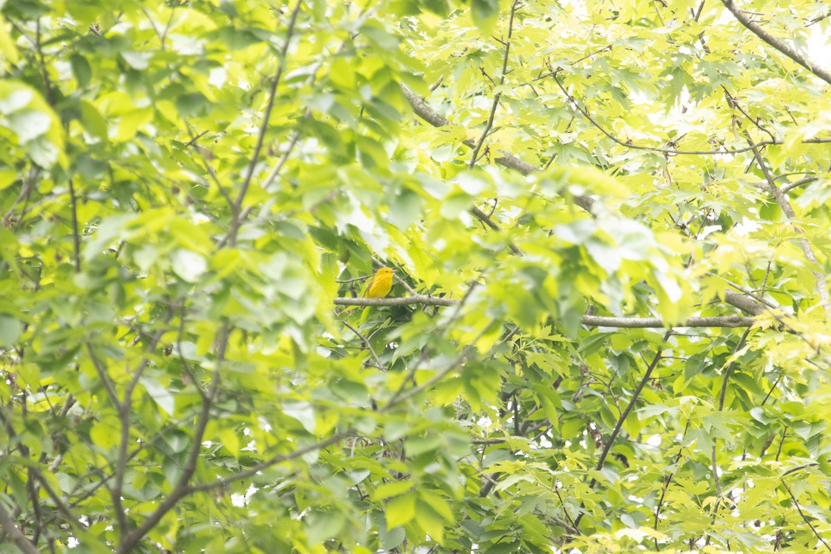 Yellow Warbler - ML635967348