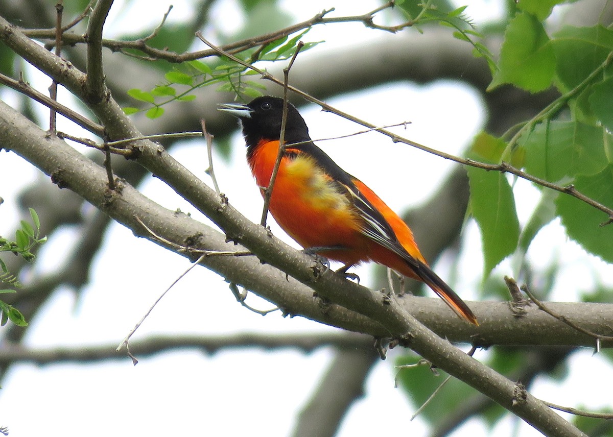 Baltimore Oriole - ML635967375