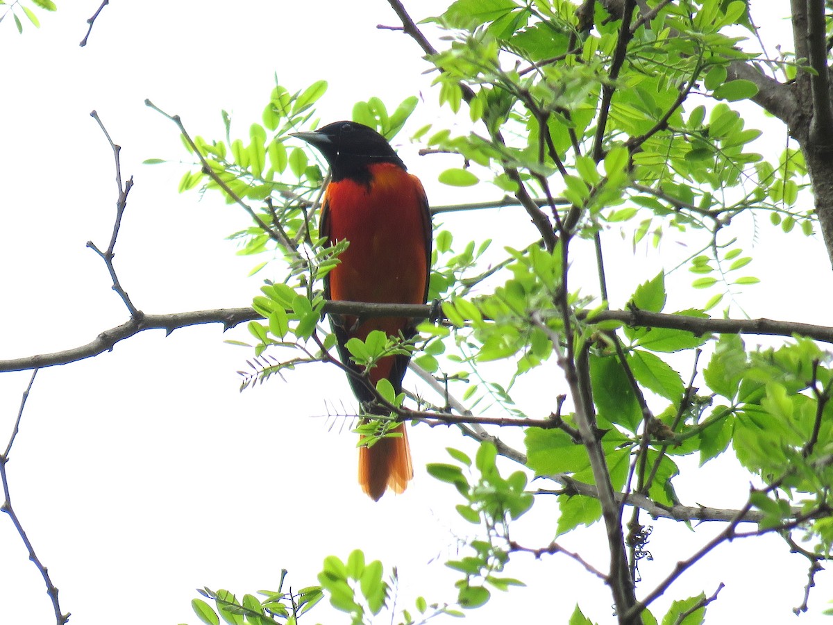 Baltimore Oriole - ML635967399