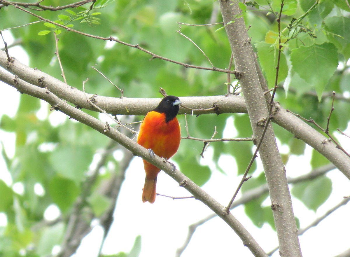 Baltimore Oriole - ML635967410