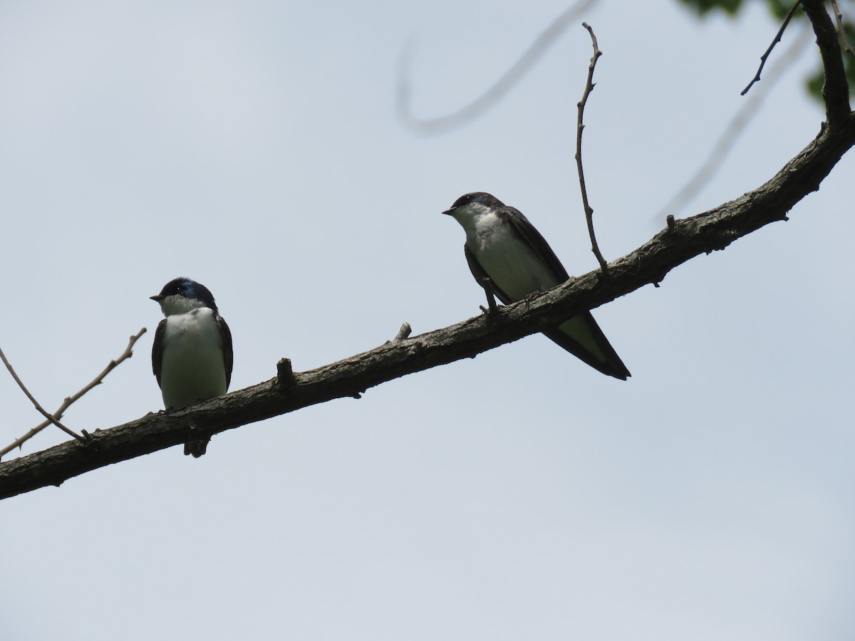 Tree Swallow - ML635967449