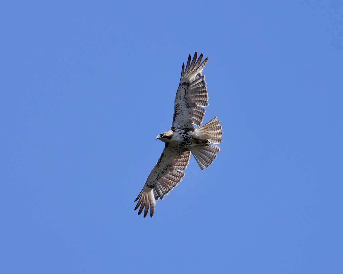 Red-tailed Hawk - ML635967450