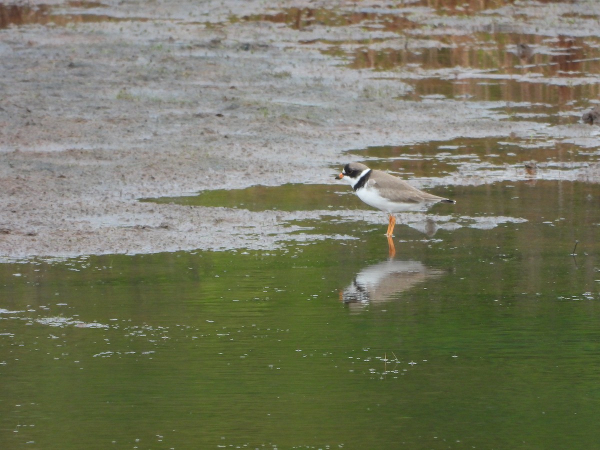 Semipalmated Plover - ML635967473