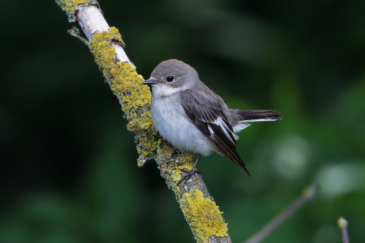 Collared Flycatcher - ML63596751