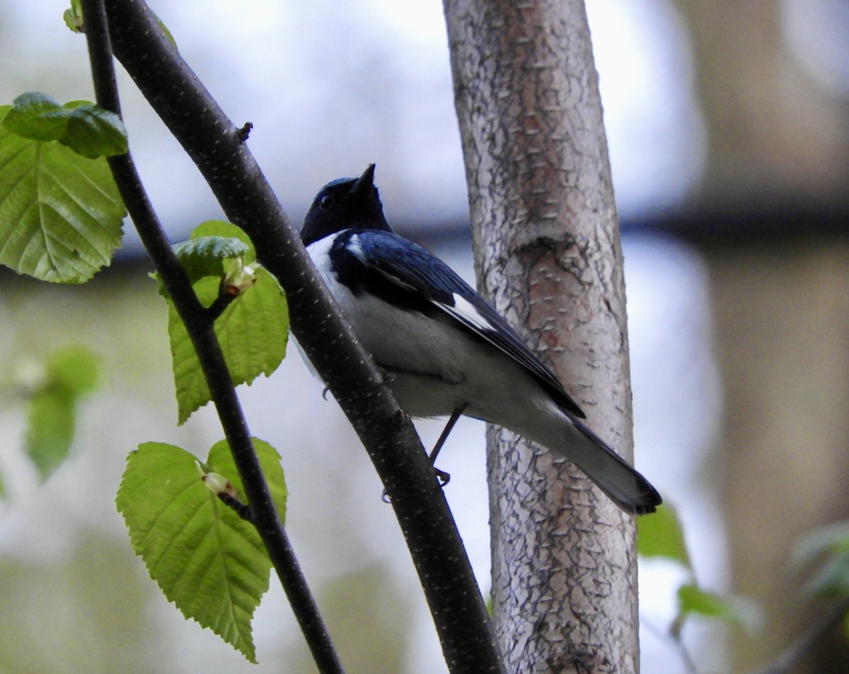 Black-throated Blue Warbler - ML635967530