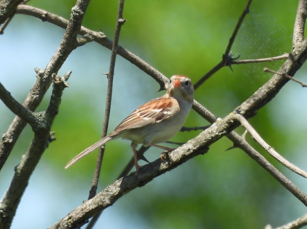 Field Sparrow - ML635967569