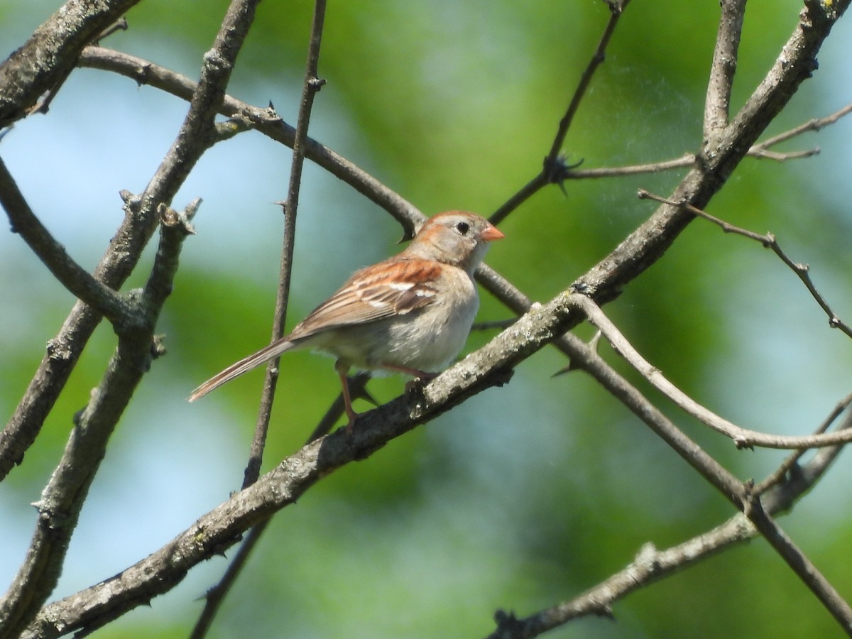 Field Sparrow - ML635967570