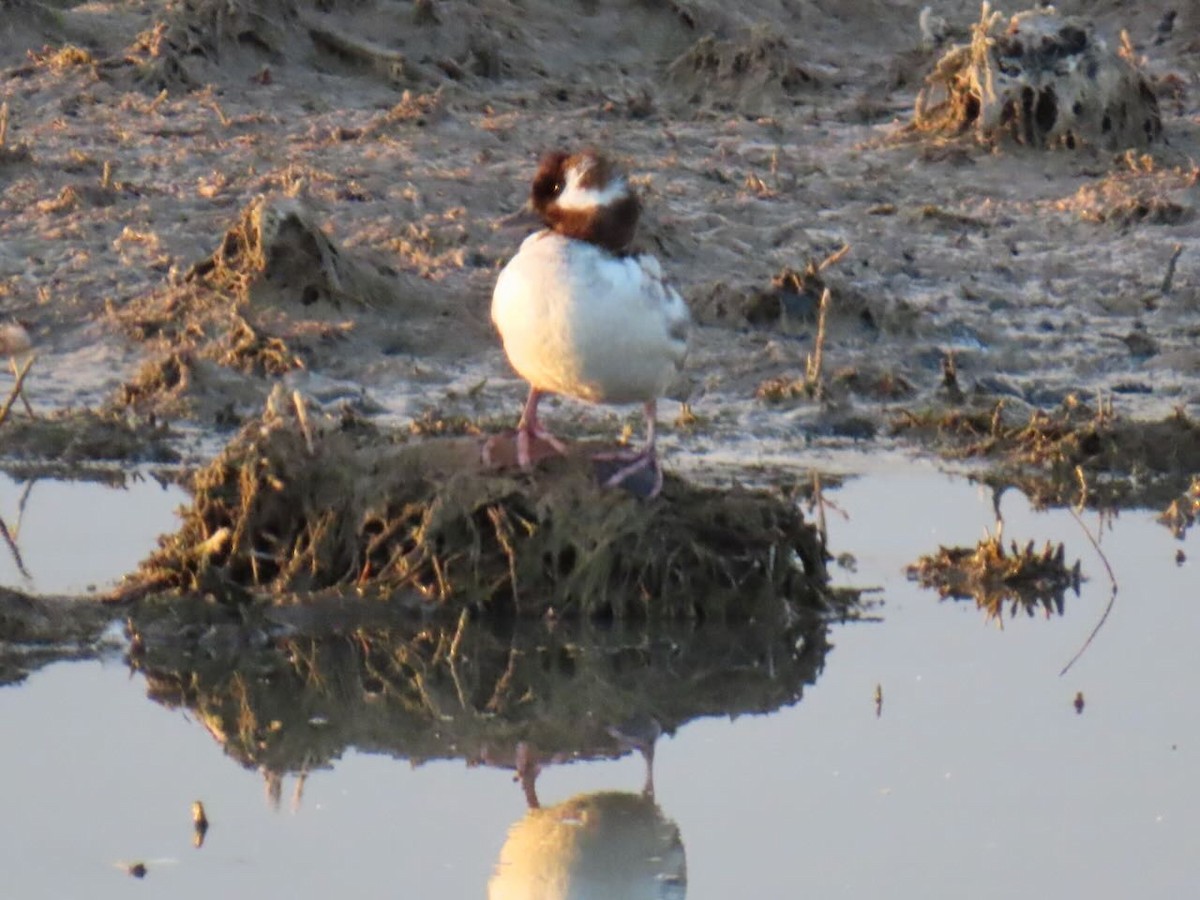 ヒメハジロ - ML635967615