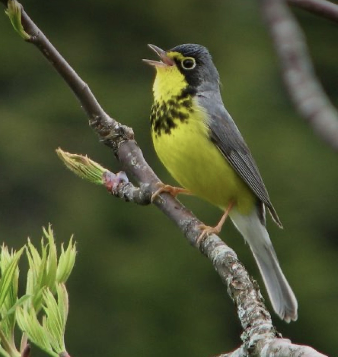 Canada Warbler - ML635967636